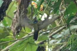 Image of Buff-tailed Sicklebill