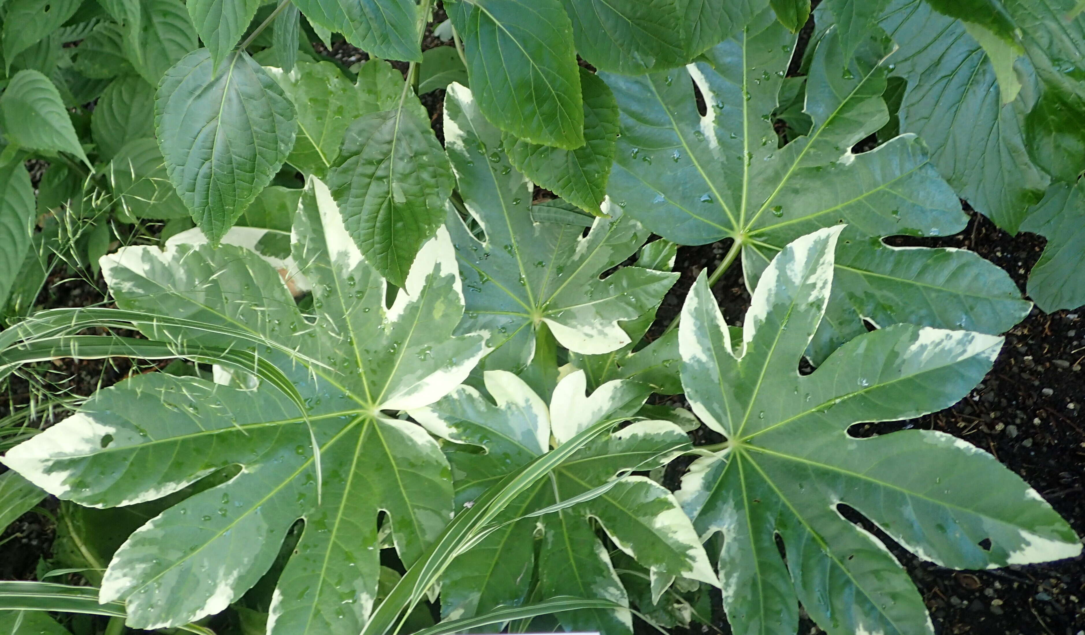 Image of fatsia