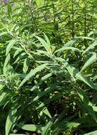 Imagem de Salvia leucantha Cav.