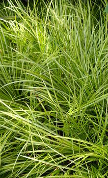 Image of Dwarf Sedge