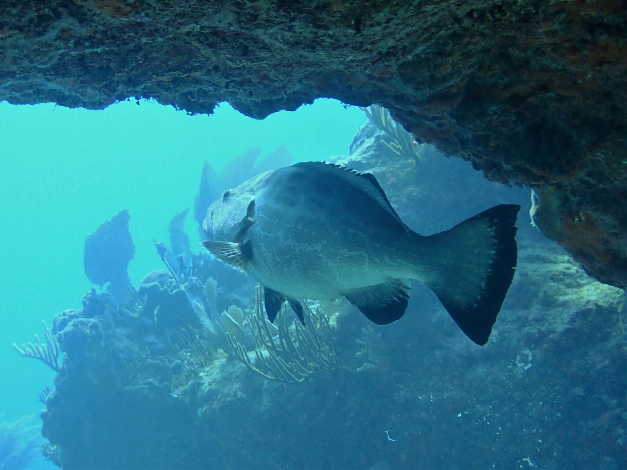 Image of Black Grouper