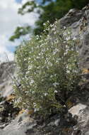 Sivun Clinopodium serpyllifolium (M. Bieb.) Kuntze kuva