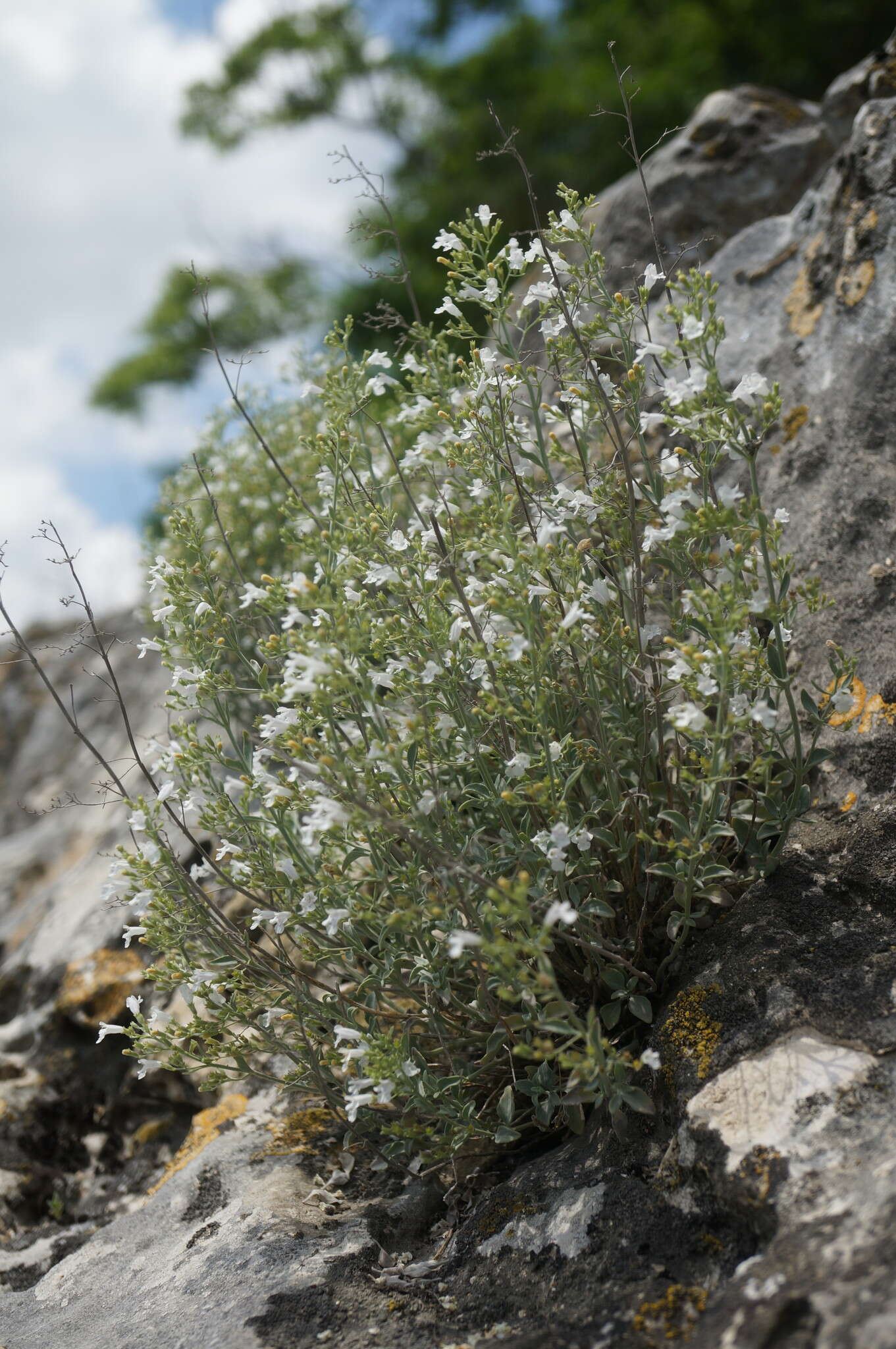 Sivun Clinopodium serpyllifolium (M. Bieb.) Kuntze kuva