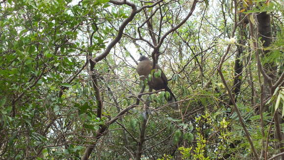 Image of Plain Chachalaca