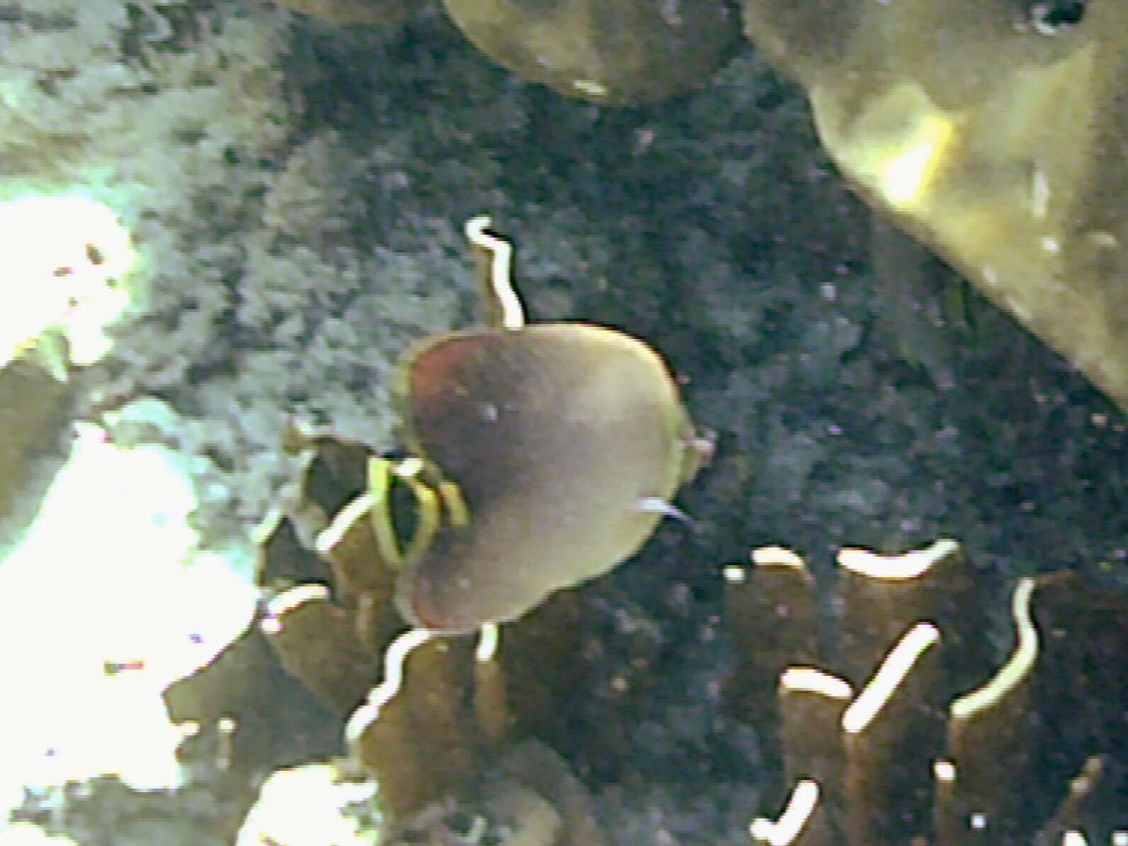 Image of Herringbone Butterflyfish