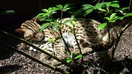 Image of Leopard Cat