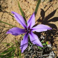 Image of Babiana radiata Goldblatt & J. C. Manning