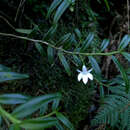 Image of Angraecum ramosum Thouars