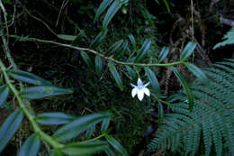 Слика од Angraecum ramosum Thouars