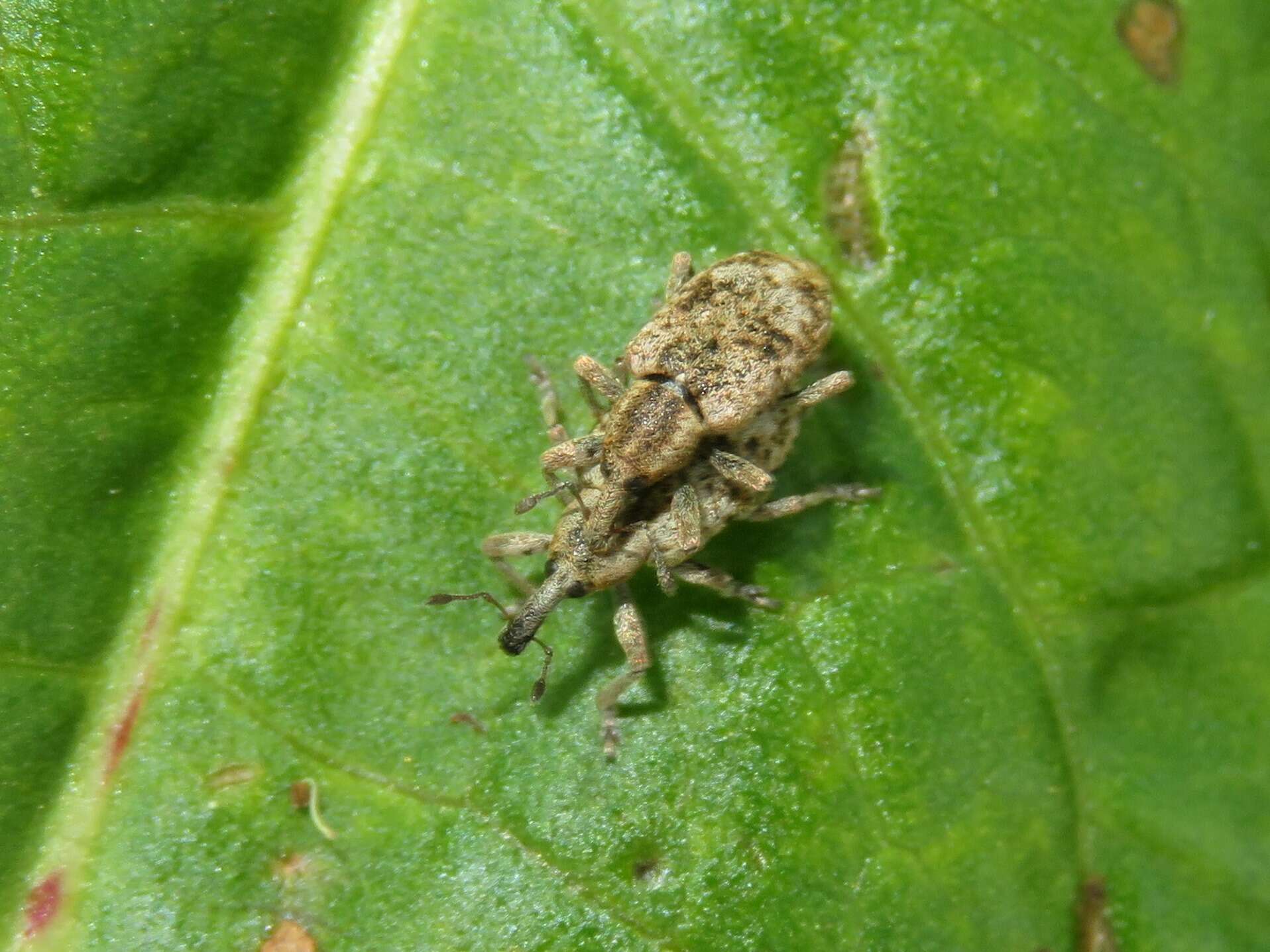 Image of Dock Hyper Weevil