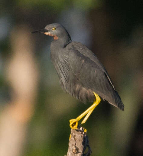 Imagem de Egretta vinaceigula (Sharpe 1895)