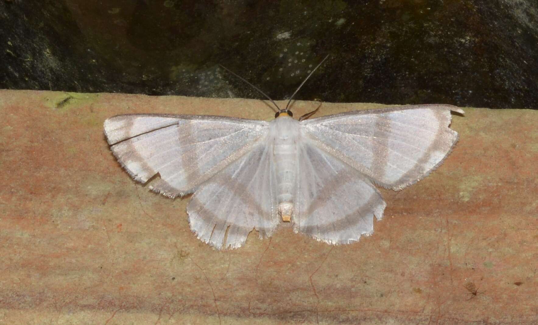 Plancia ëd Perigramma repetita Warren 1905