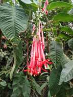 Image of Bolivian fuchsia