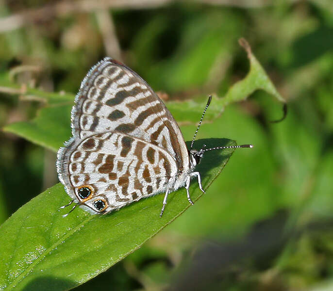 Image of Leptotes plinius