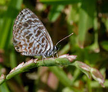 Image of Leptotes plinius