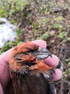 Image of Parrot Crossbill