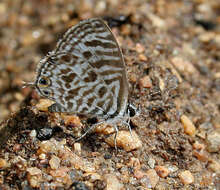 Image of Leptotes plinius