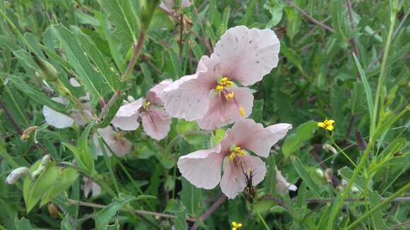 Image of Commelina scabra Benth.