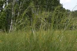 Imagem de Stipa capillata L.