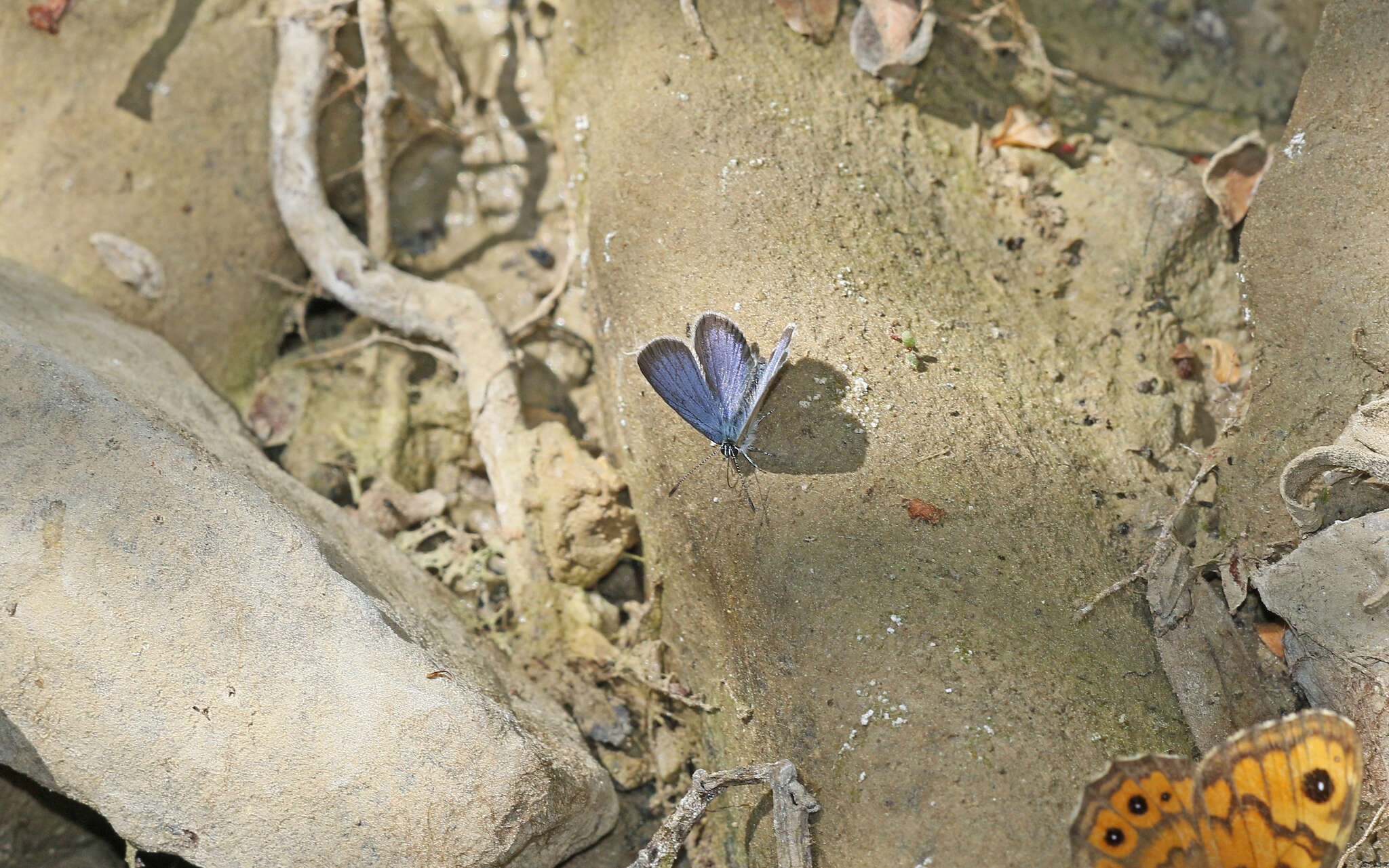 Image of Lorquin’s Blue