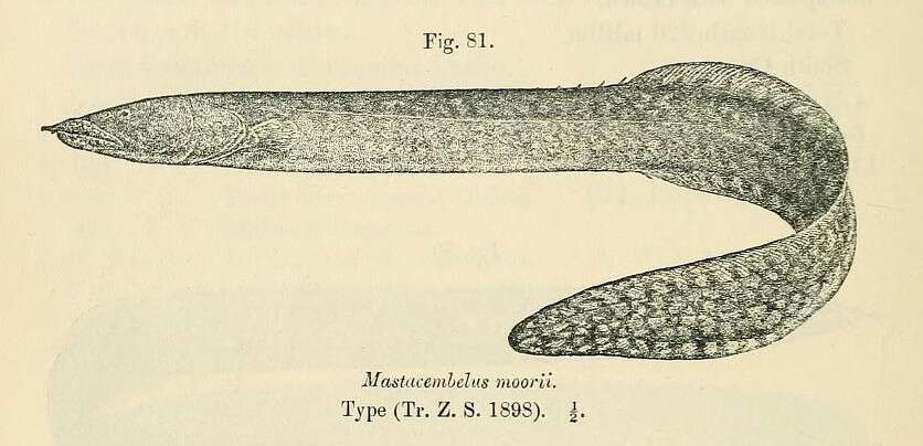 Image of Mastacembelus moorii Boulenger 1898