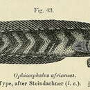 Image of Parachanna africana (Steindachner 1879)