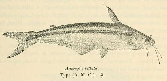 Plancia ëd Pareutropius debauwi (Boulenger 1900)