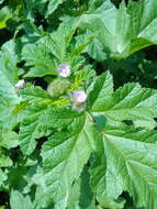 Image of Fuertesimalva limensis (L.) P. A. Fryxell