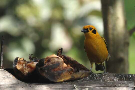 Image of Golden Tanager