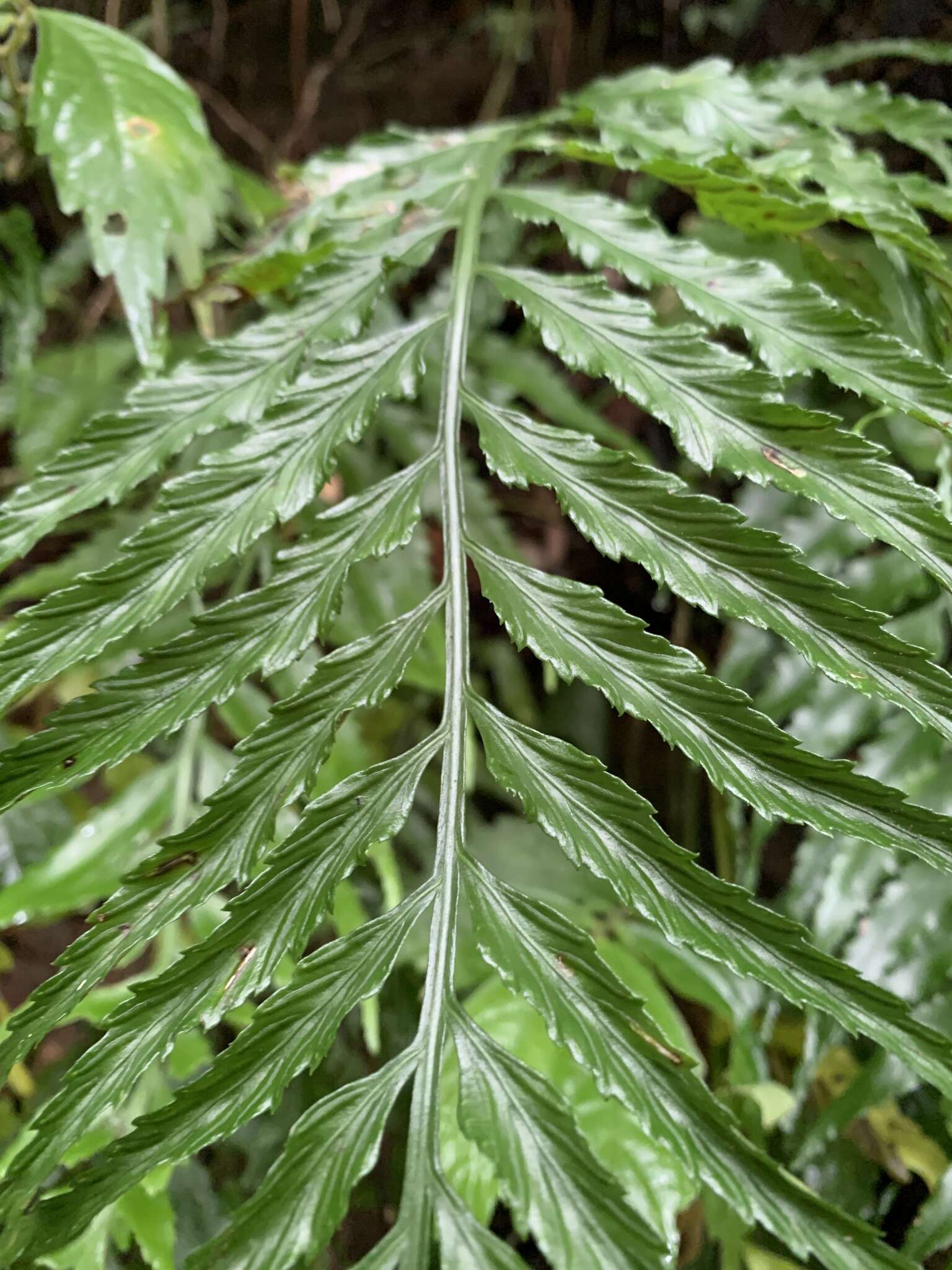 Image of Asplenium wrightii Eaton ex Hook.