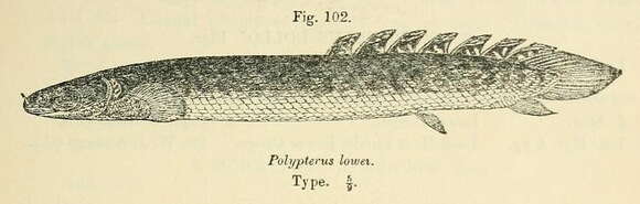 Image of Short-finned bichir