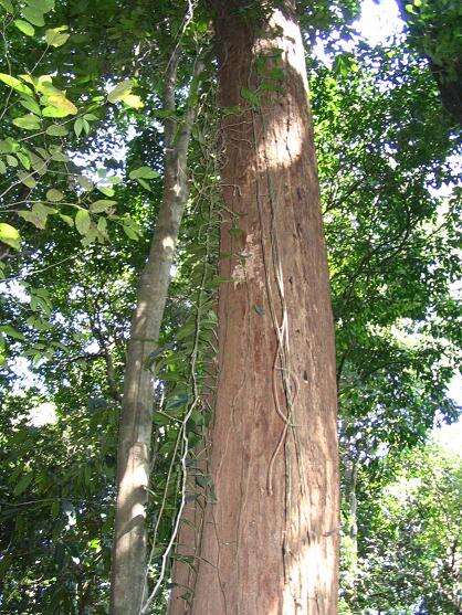 Imagem de Shorea bracteolata Dyer