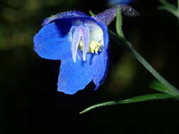 Plancia ëd Delphinium alabamicum R. Kral