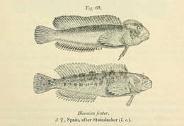 Image of Freshwater blenny