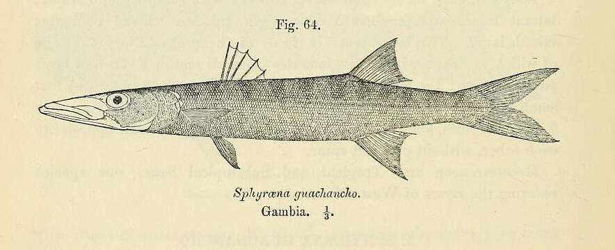 Image of Barracuda