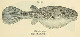 Image of Fresh Water Puffer Fish