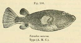 Image of Congo pufferfish