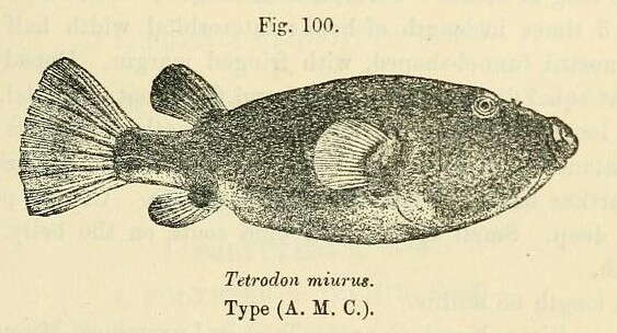 Image of Congo pufferfish