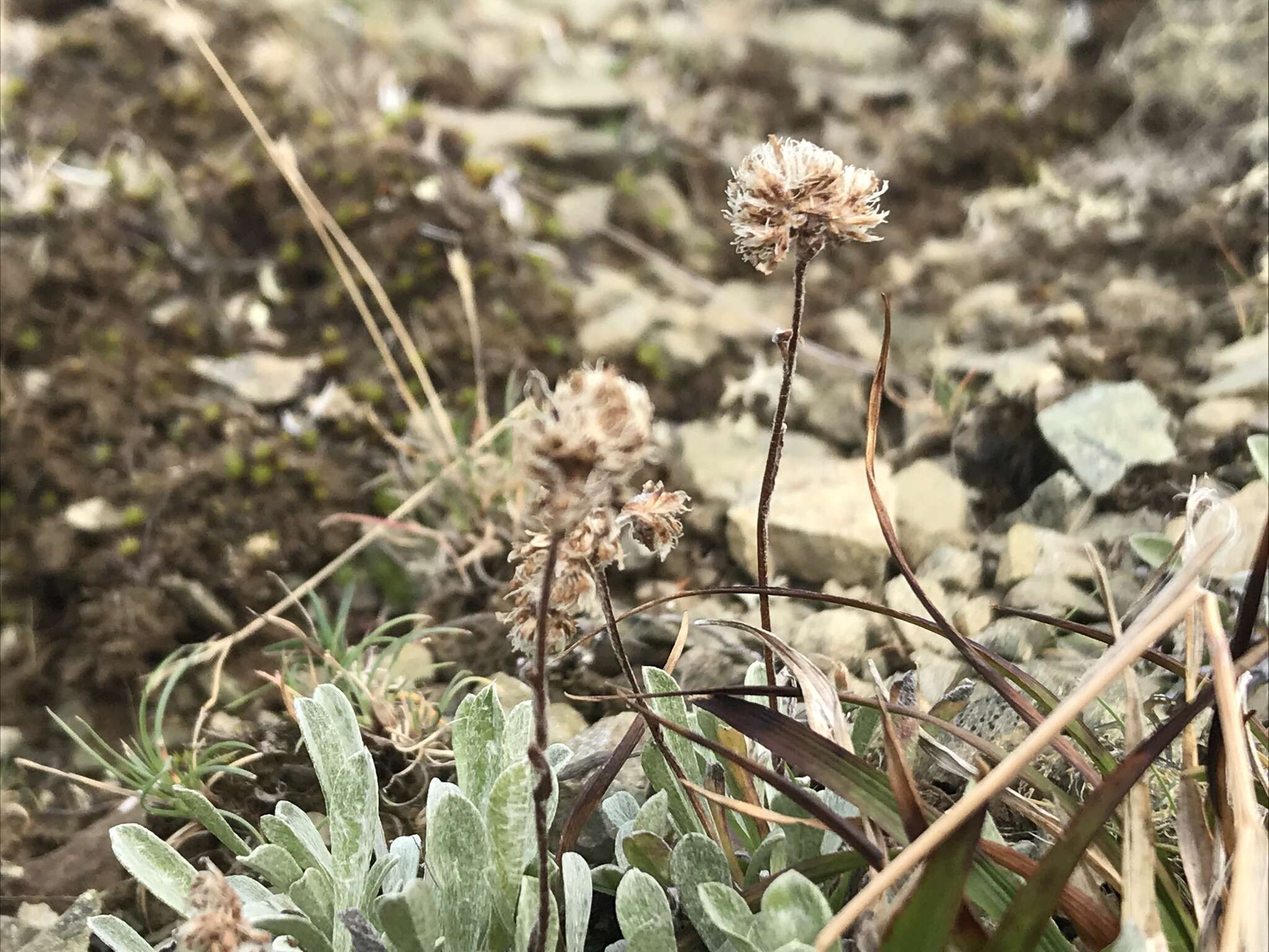 Antennaria friesiana (Trautv.) Ekman resmi