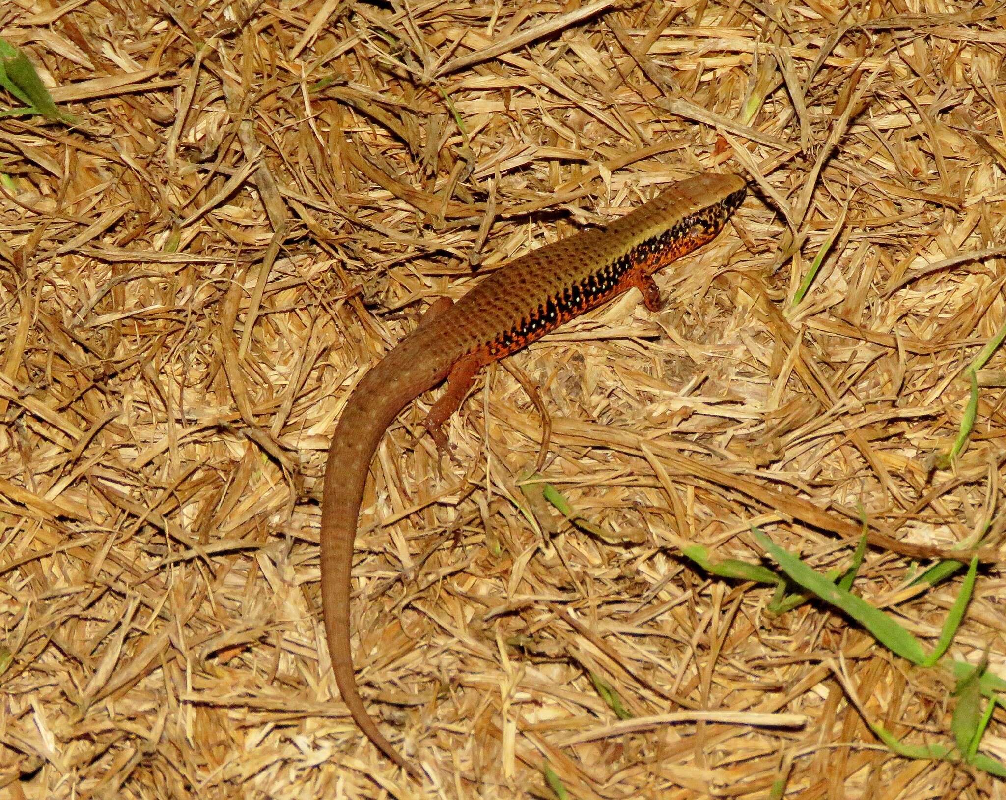 Image of Rondonops biscutatus Colli, Hoogmoed, Cannatella, Cassimiro, Gomes, Ghellere, Sales-nunes, Pellegrino, Salerno & Marques D