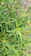 Image of Grinnell's beardtongue