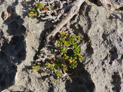 Image of saltwater bush