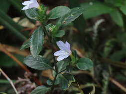 Strobilanthes tetraspermus Druce resmi