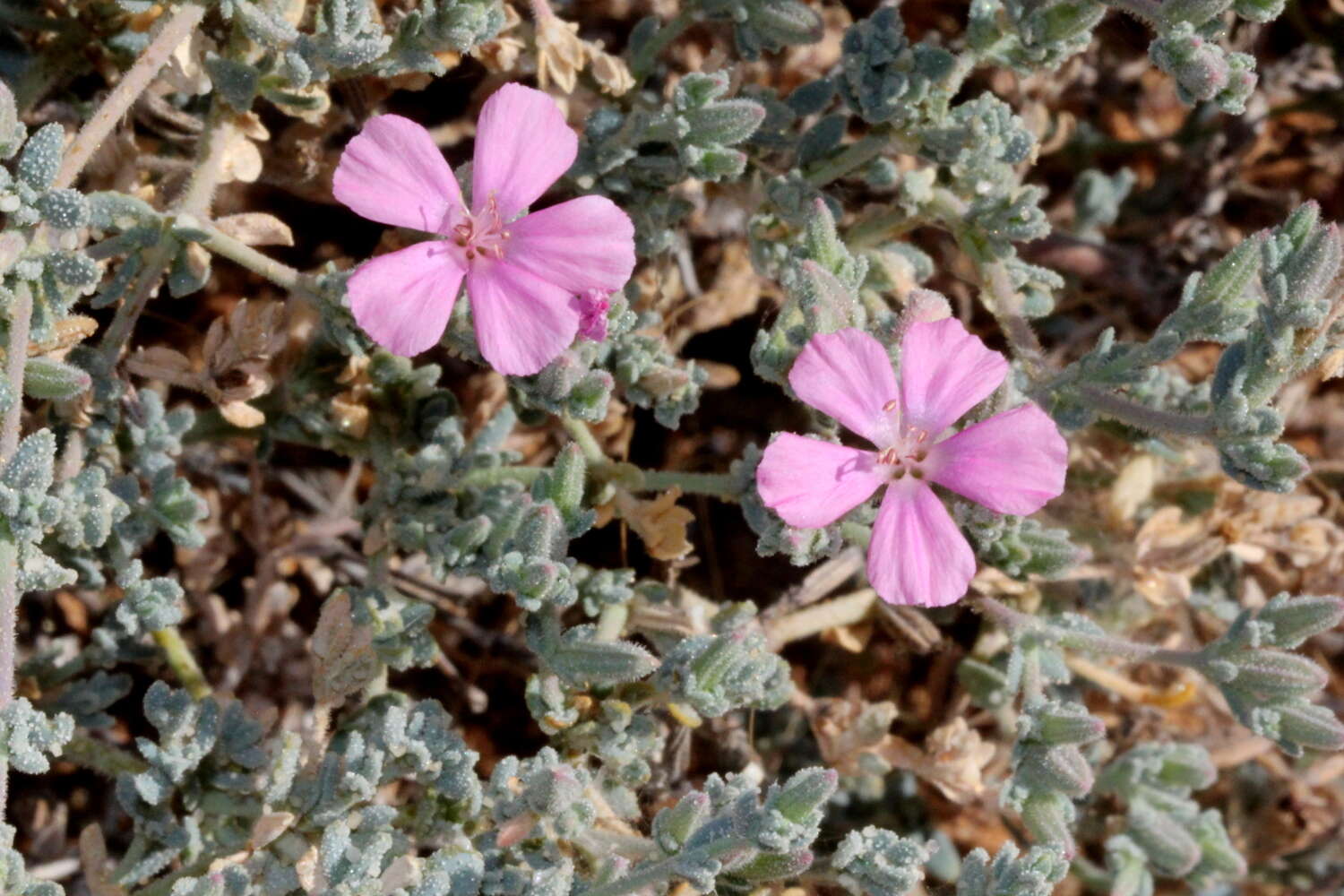 Image de Frankenia serpyllifolia Lindley