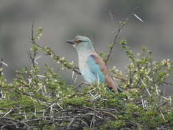 Image of Coracias garrulus garrulus Linnaeus 1758