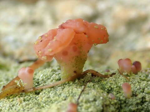 Image of Baeomyces heteromorphus Nyl. ex C. Bab. & Mitt.