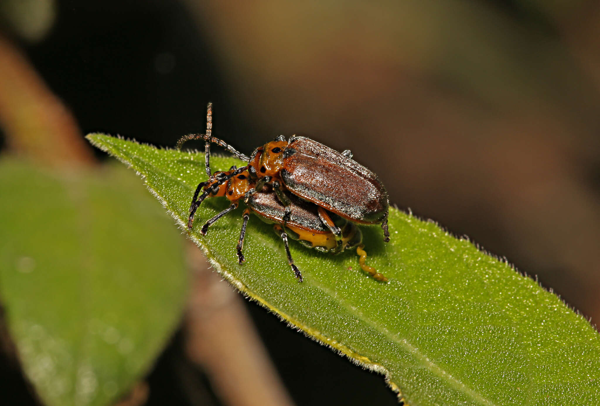 Image of Poneridia Weise 1908