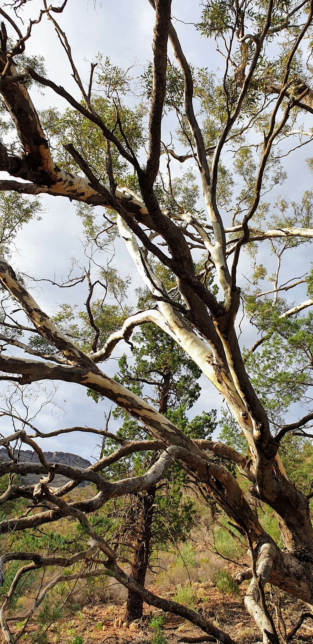 Image of Eucalyptus intertexta R. T. Baker