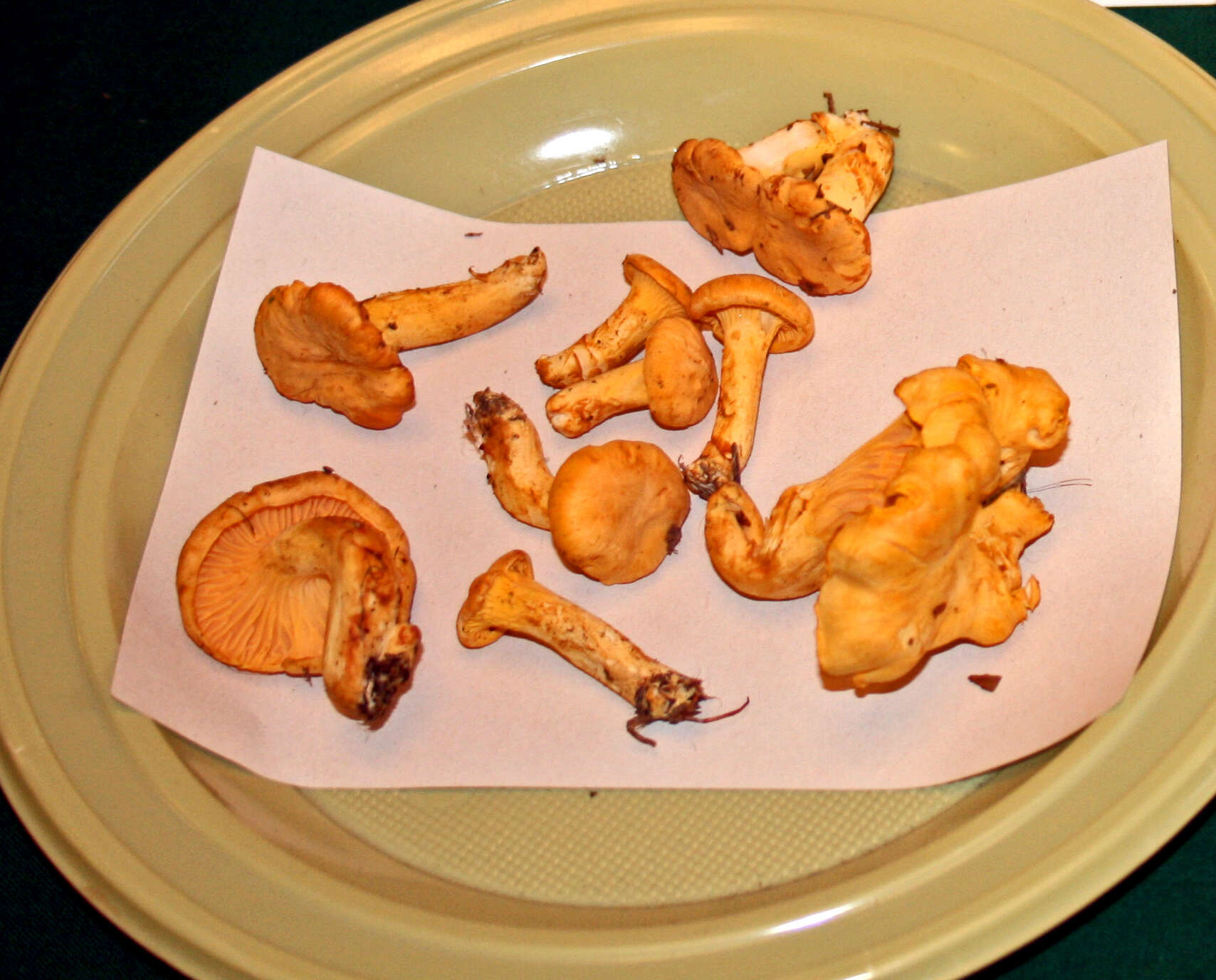 Image of Chanterelle