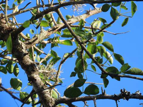 Image of Sweet-root corkwood